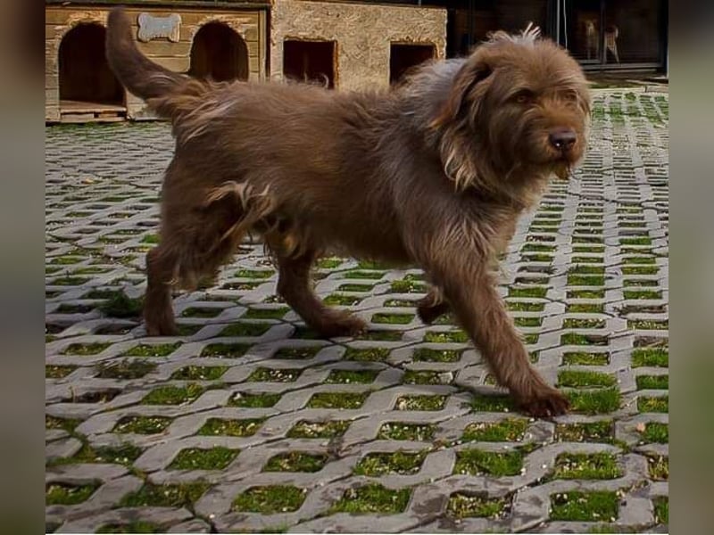 KOLIN - ich mag Menschen und träume von einer hundeerfahrenen, aktiven Familie KOLIN - ich mag Menschen und träume von einer hundeerfahrenen, aktiven Familie