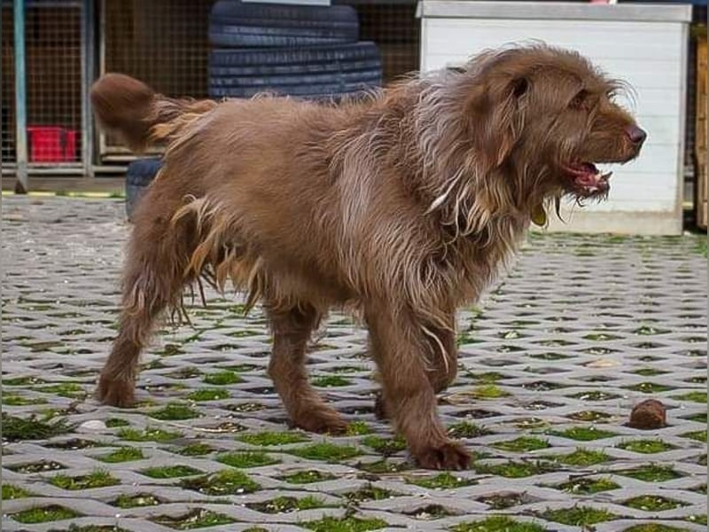 KOLIN - ich mag Menschen und träume von einer hundeerfahrenen, aktiven Familie KOLIN - ich mag Menschen und träume von einer hundeerfahrenen, aktiven Familie
