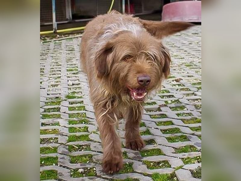 KOLIN - ich mag Menschen und träume von einer hundeerfahrenen, aktiven Familie KOLIN - ich mag Menschen und träume von einer hundeerfahrenen, aktiven Familie