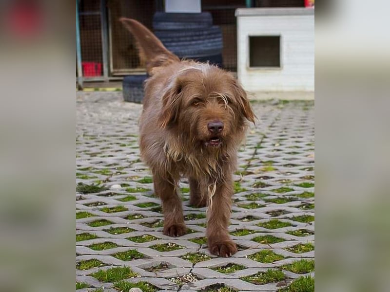 KOLIN - ich mag Menschen und träume von einer hundeerfahrenen, aktiven Familie KOLIN - ich mag Menschen und träume von einer hundeerfahrenen, aktiven Familie