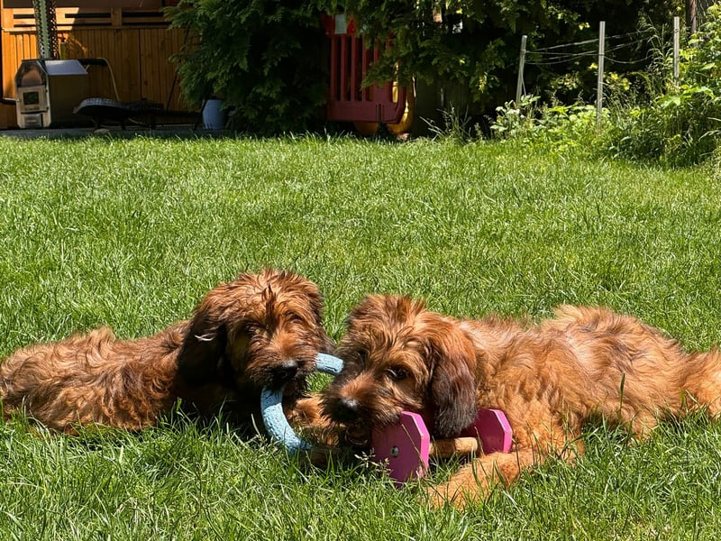 Wunderschöne Briard-Welpen aus erfolgreicher Champion-Verpaarung