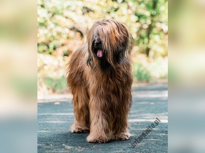 Wunderschöne Briard-Welpen aus erfolgreicher Champion-Verpaarung
