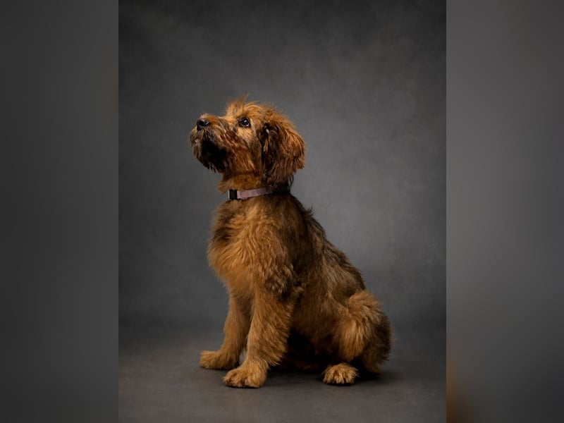 Wunderschöne Briard-Welpen aus erfolgreicher Champion-Verpaarung