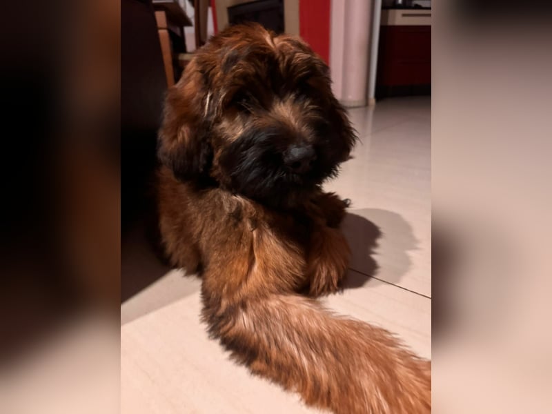 Wunderschöne Briard-Welpen aus erfolgreicher Champion-Verpaarung