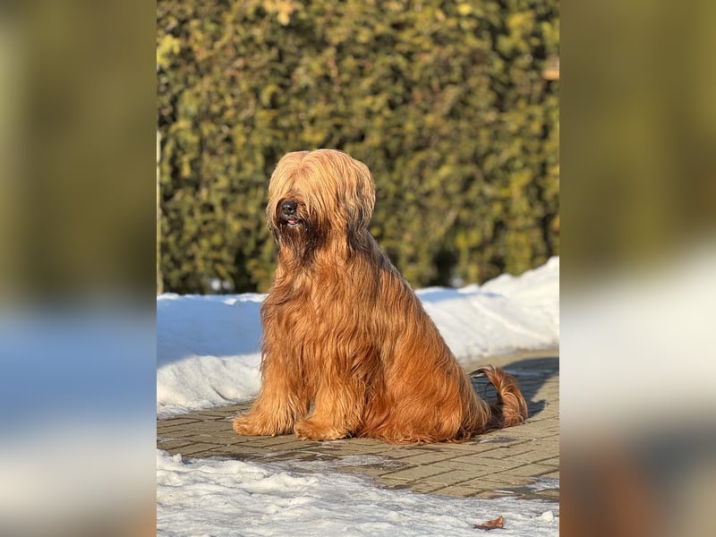 Wunderschöne Briard-Welpen aus erfolgreicher Champion-Verpaarung