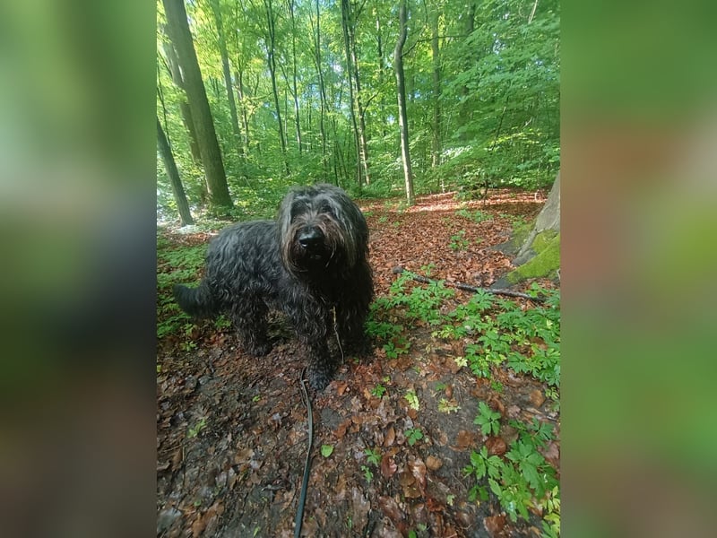Tony - 5 jähriger Briardrüde sucht aufgrund Erkrankung Halterin ein neues, liebevolles Zuhause