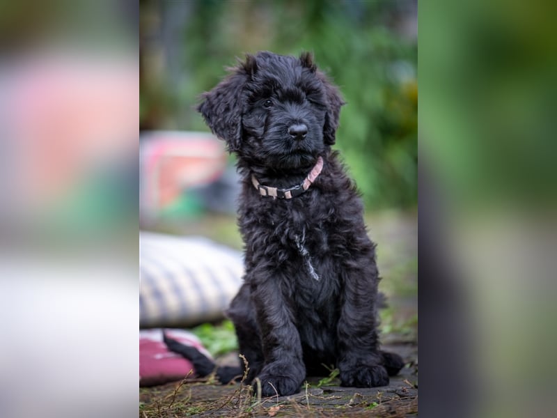 Schwarze Briardwelpen aus VDH-Zucht