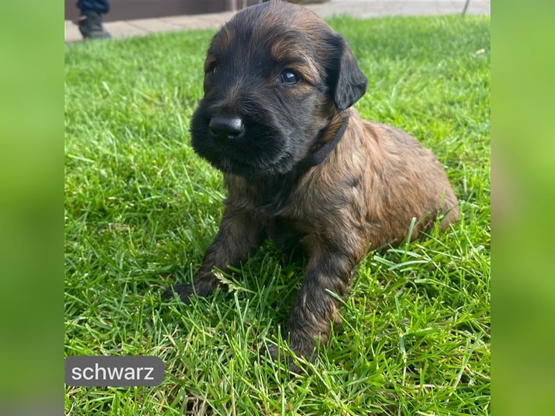 Briard Welpen fauve in liebevolle Hände abzugeben