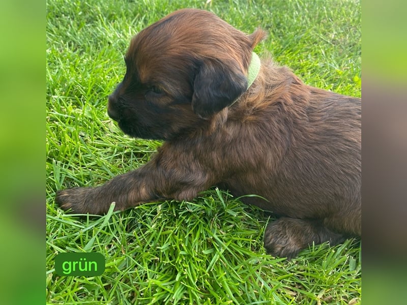 Briard Welpen fauve in liebevolle Hände abzugeben