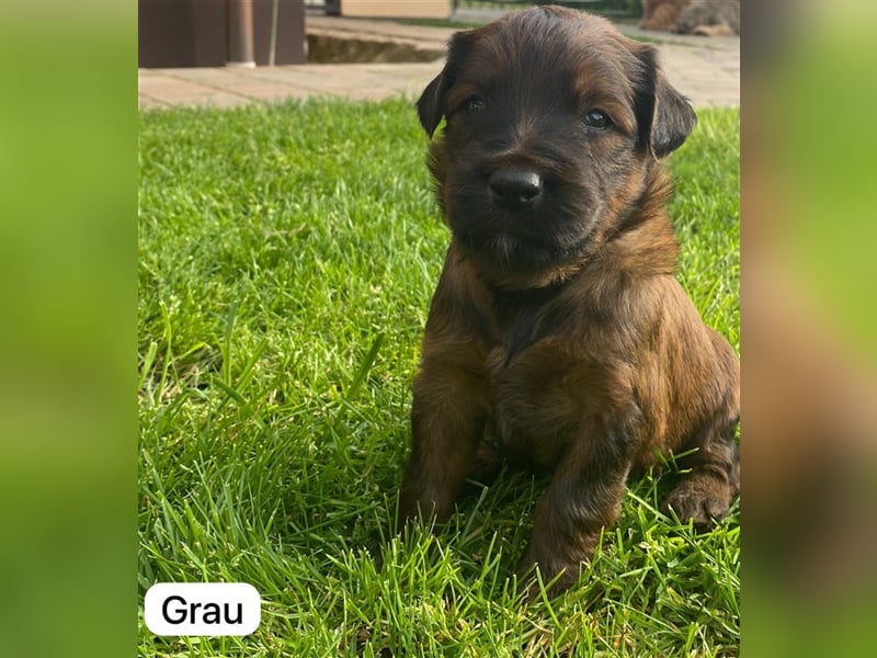 Briard Welpen fauve in liebevolle Hände abzugeben