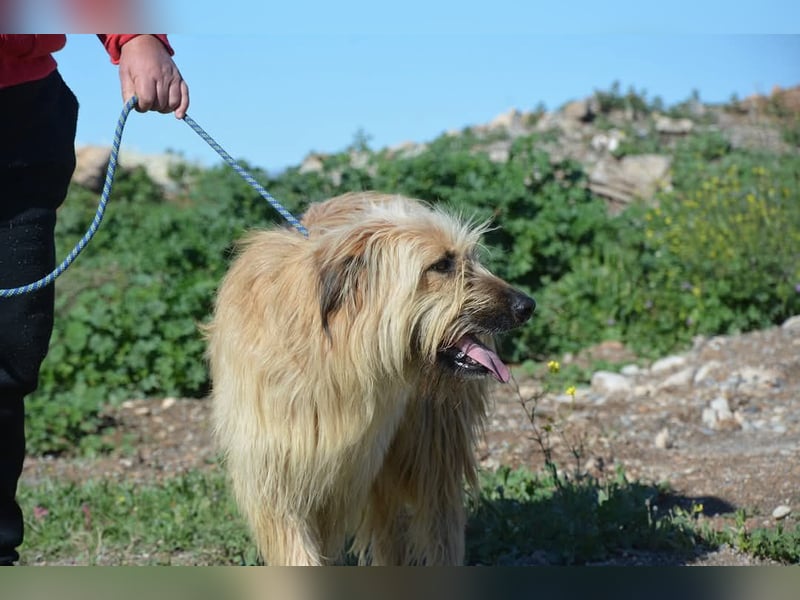Nori, Briard-Gos d atura Mix Bube sucht ländliches Körbchen