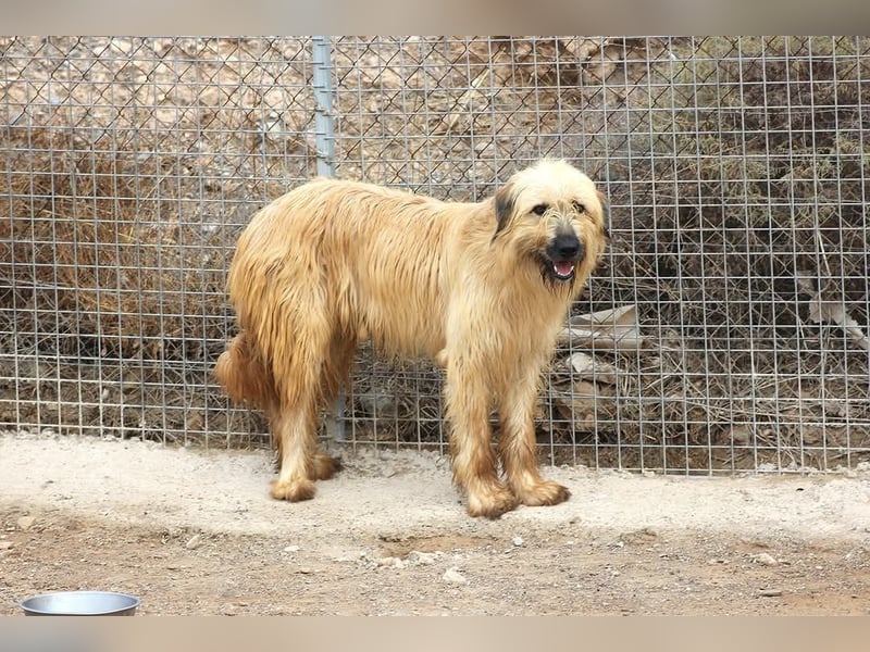 Nori, Briard-Gos d atura Mix Bube sucht ländliches Körbchen