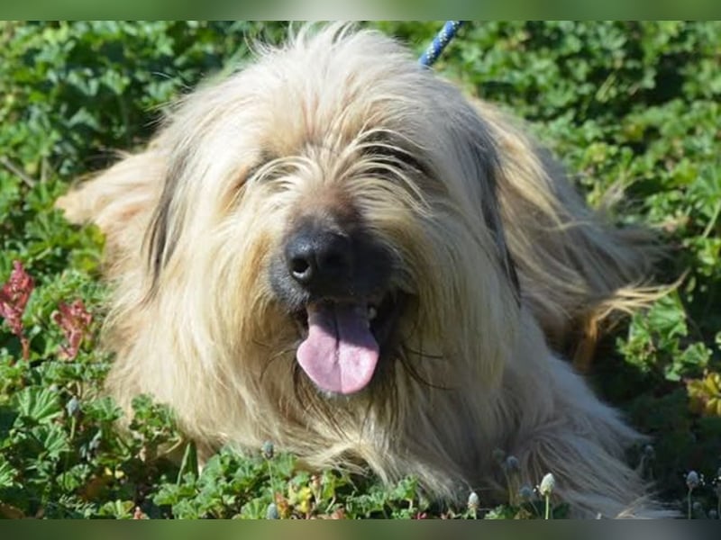 Nori, Briard-Gos d atura Mix Bube sucht ländliches Körbchen