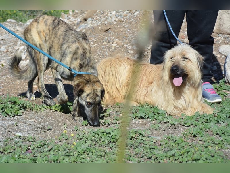Nori, Briard-Gos d atura Mix Bube sucht ländliches Körbchen