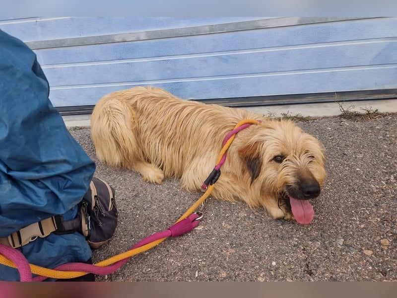 Nori, Briard-Gos d atura Mix Bube sucht ländliches Körbchen