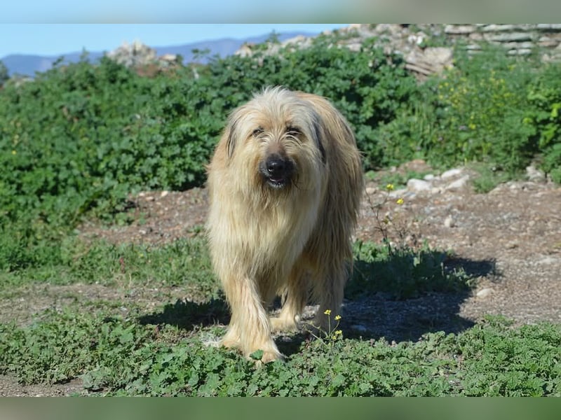 Nori, Briard-Gos d atura Mix Bube sucht ländliches Körbchen