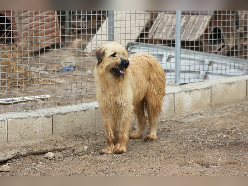 Nori, Briard-Gos d atura Mix Bube sucht ländliches Körbchen