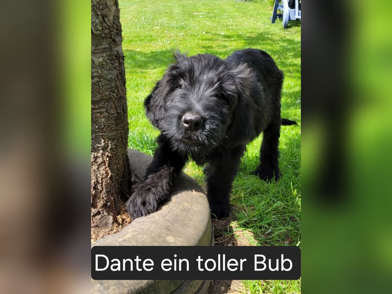 Kuschelbären suchen ein Zuhause