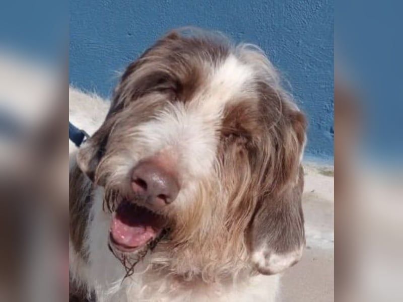 Ekait, sie leidet im Tierheim