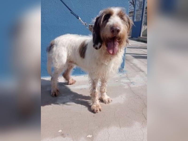 Ekait, sie leidet im Tierheim