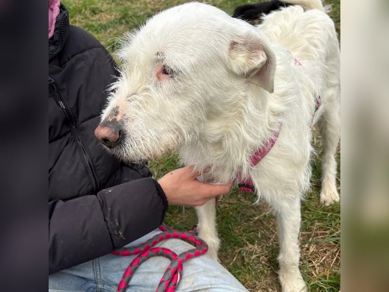 Bianca - liebevoll, zugewandt und bereit für ihr neues Leben
