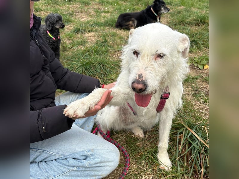 Bianca - liebevoll, zugewandt und bereit für ihr neues Leben