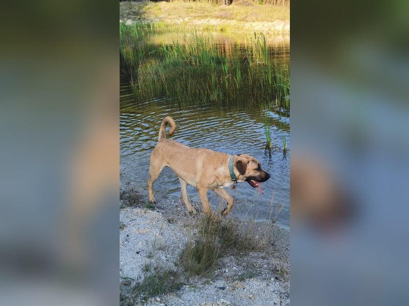 Dänischer Broholmer DECKRÜDE