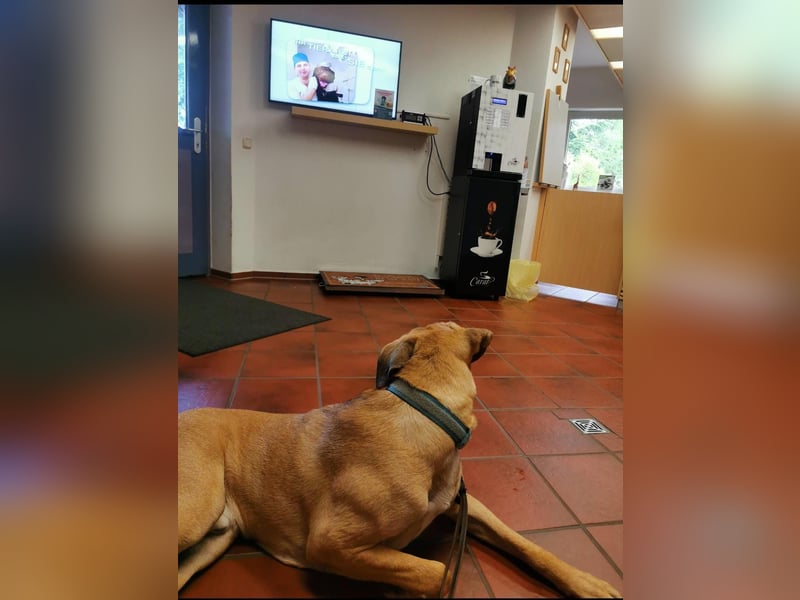 Dänischer Broholmer DECKRÜDE