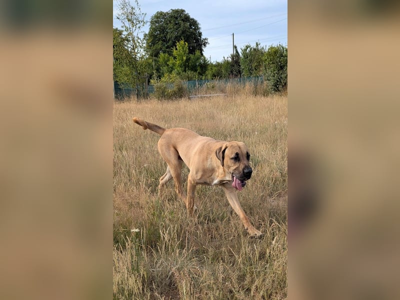 Dänischer Broholmer DECKRÜDE