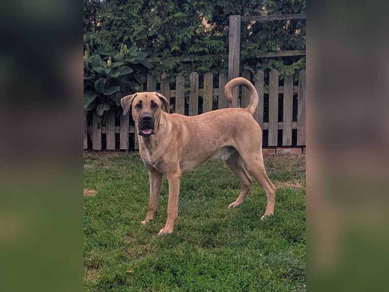 Dänischer Broholmer DECKRÜDE