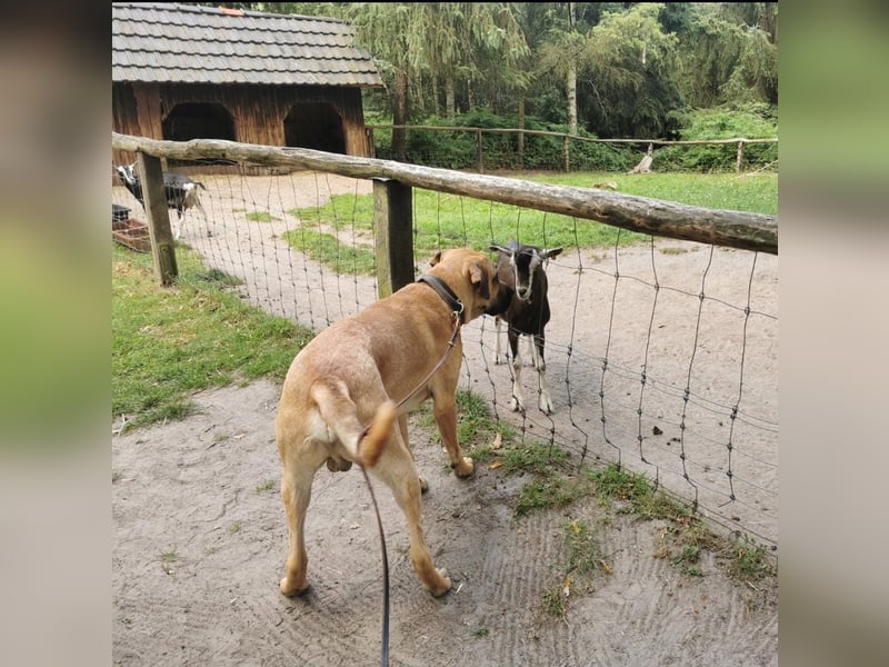 Dänischer Broholmer DECKRÜDE