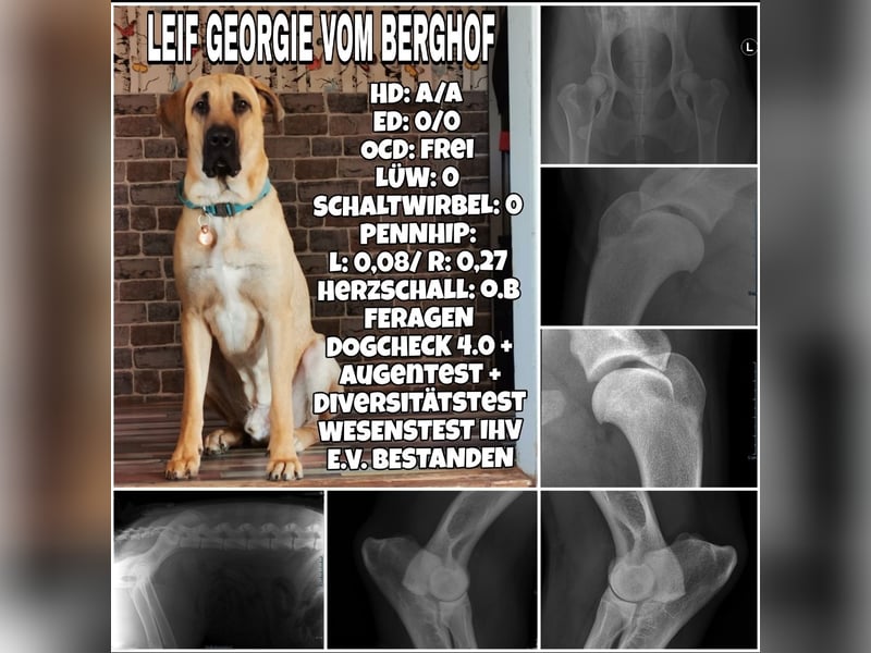 Dänischer Broholmer DECKRÜDE