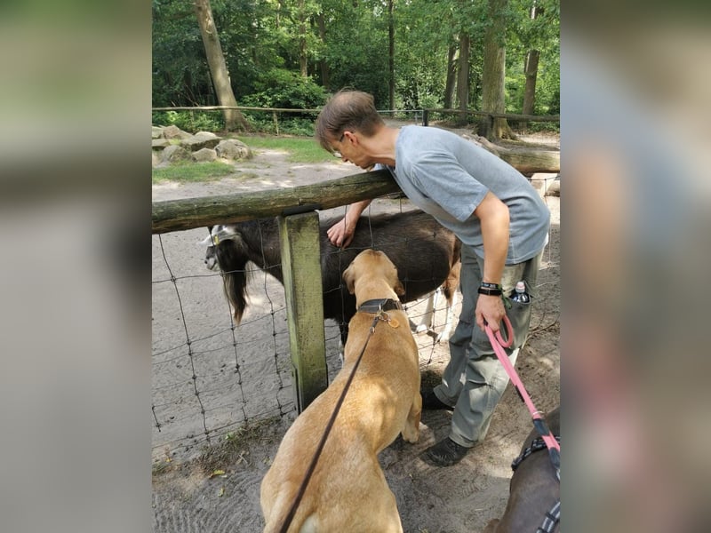 Dänischer Broholmer DECKRÜDE