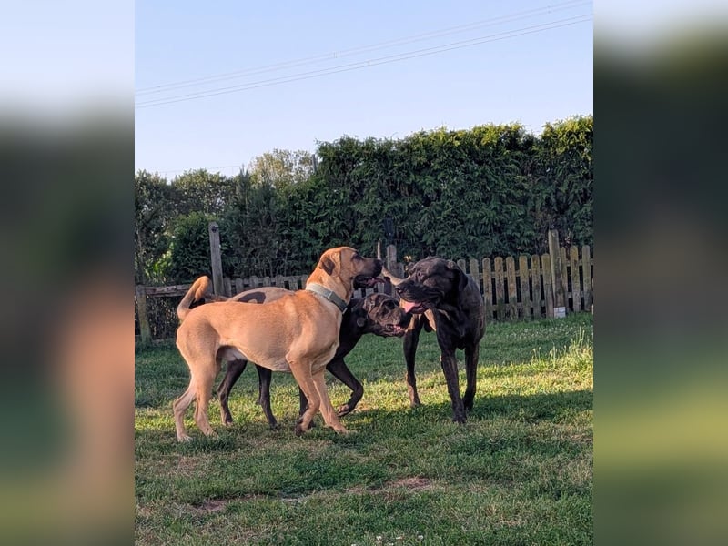 Dänischer Broholmer DECKRÜDE