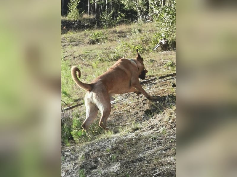 Dänischer Broholmer DECKRÜDE