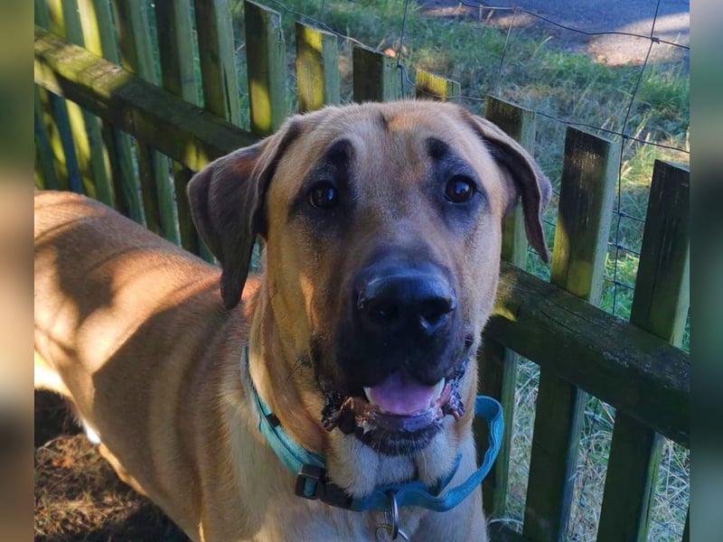 Dänischer Broholmer DECKRÜDE