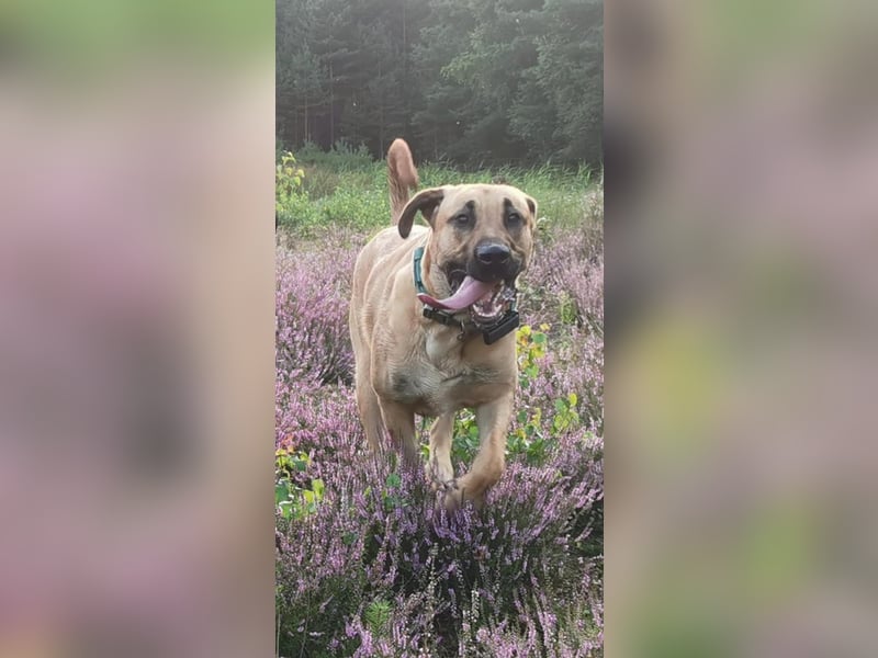 Dänischer Broholmer DECKRÜDE