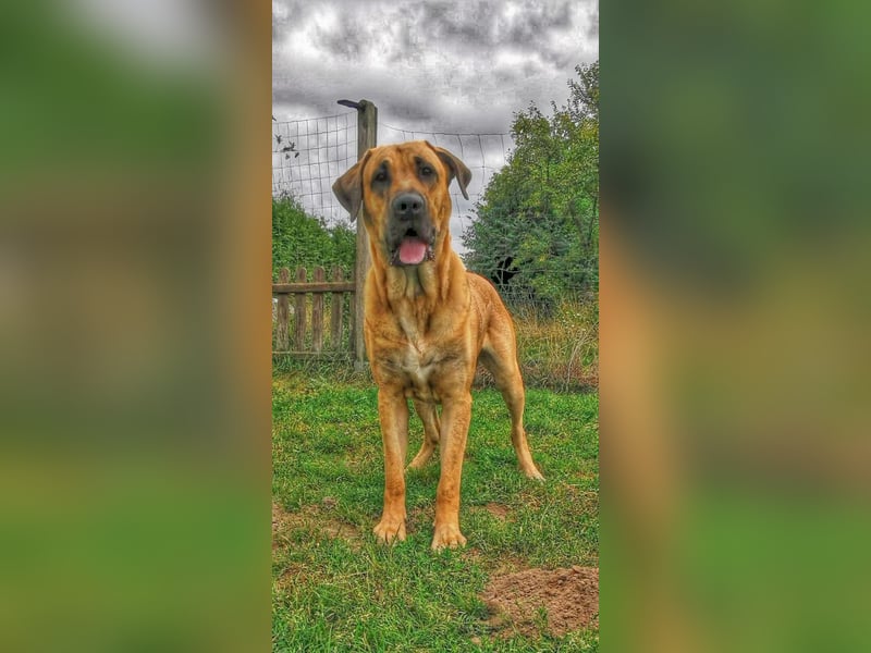 Dänischer Broholmer DECKRÜDE