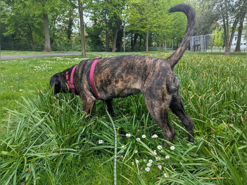 Broholmer-Colliemix