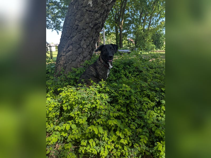 Broholmer-Colliemix