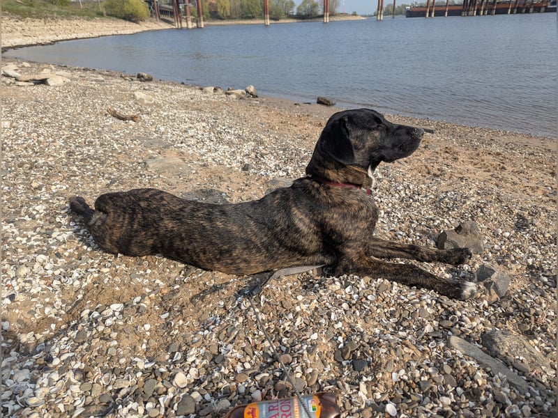 Broholmer-Colliemix