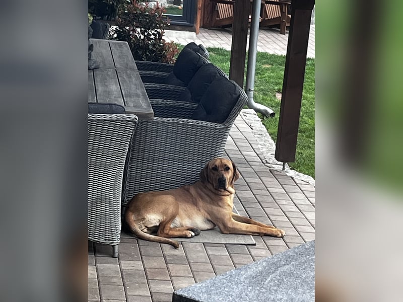 Wunderschöne reinrassige Broholmer Hündin „Meggy von der Lausitzer Heide“