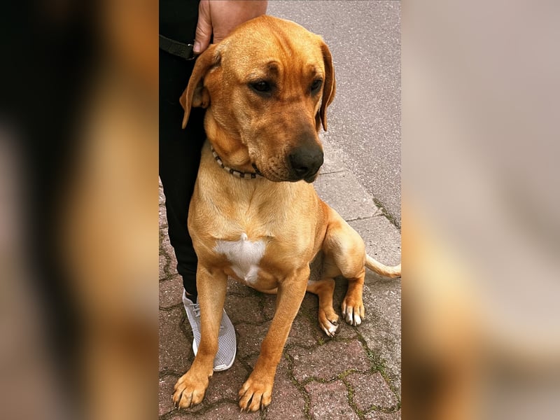 Wunderschöne reinrassige Broholmer Hündin „Meggy von der Lausitzer Heide“