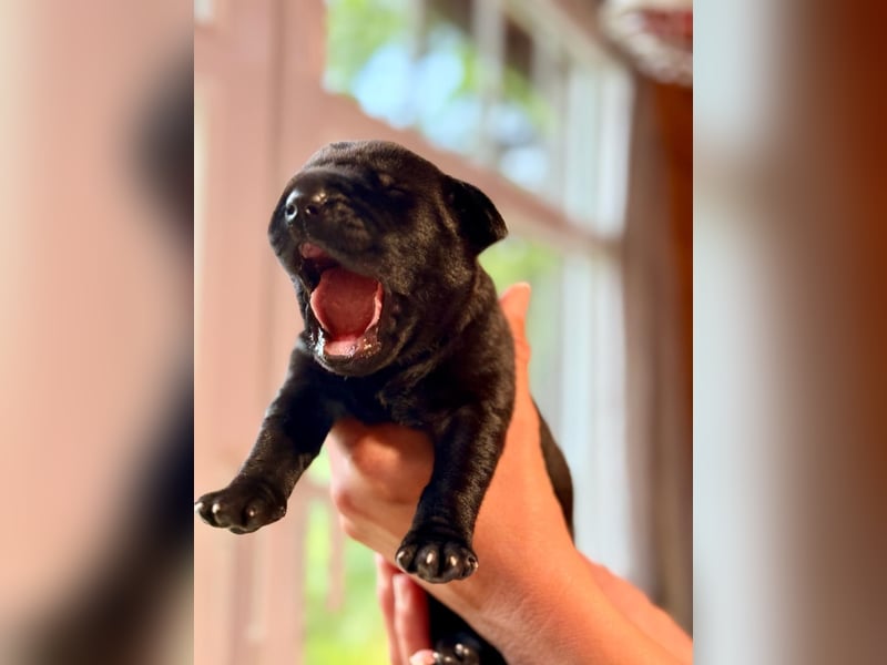 Wurf Cane Corso/Flat mit Broholmer