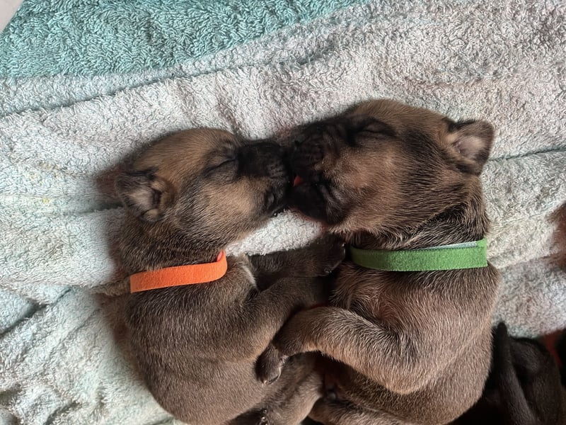 Wurf Cane Corso/Flat mit Broholmer