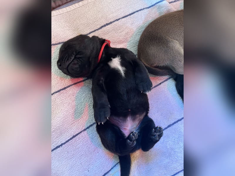 Wurf Cane Corso/Flat mit Broholmer