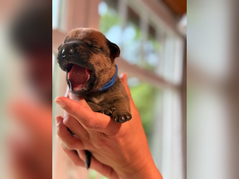 Wurf Cane Corso/Flat mit Broholmer