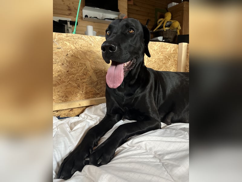 Wurf Cane Corso/Flat mit Broholmer