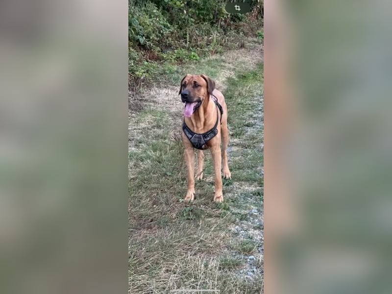Wurf Cane Corso/Flat mit Broholmer