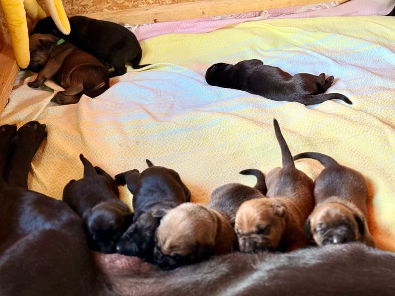 Wurf Cane Corso/Flat mit Broholmer